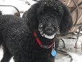 Standard Poodles Playing in the Snow
