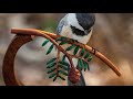 Carving A Chickadee - Power Carving A Bird