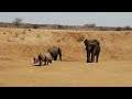 Rhino with calf faces off with an elephant