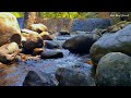 Forest River Flowing in the Morning | Soothing River Sounds | Best Relaxing River Sounds for ASMR