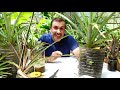 🍍How to Grow Pineapple that I bought in the market✔️