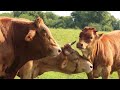 Farm Animal Sounds - Morning on The Farm With Sounds of Cows and Chickens