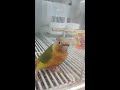 Conure at PetSmart