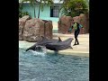 Thrilling adventures of super energetic bottlenose dolphins#seaworld#ocra