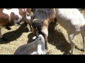 Goats As Pets | Everything you need to know to get a goat