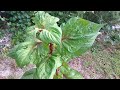 Mystery Plants Thriving in My Garden