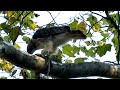 Pale Male Raids a Squirrel's Nest in Central Park, New York City