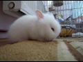 Cute bunny eating carrot!