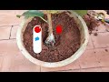 5 FASTEST & GUARANTEED ROOTING TRICKS AND HACKS | MULTIPLY PLANTS QUICKLY