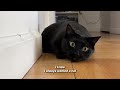 Black Cat Is Obsessed With Scaring Mom 😂