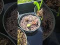 Temperate carnivorous plants coming out of dormancy