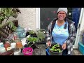 Part 3 Grow Your Own Food : Container Planting  | #growyourownfood