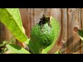 Growing Giant Bangkok Guava from Cuttings, Days 556-937 FINALE