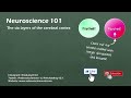 The Six Layers of the Cerebral Cortex | Neuroscience 101