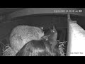 Raven Nest Cam attacked by Racoon