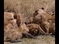 Lion sharing Lunch