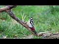 Woodpecker in slowmotion, relaxing video in 4K