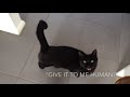 Black Cat Begs to Lick Soup Can!