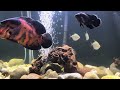 Oscar Fish Tank