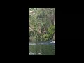 Raining Monkeys in Florida River. Craziest moment on video!