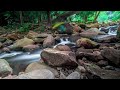 Calm and Peaceful Piano Music - Flowing Water deep in the Forest
