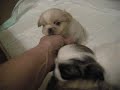 Pekingese Litter 2nd