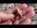 Post storm shelling in Florida. Tropical Storm Debby left behind so many seashells!