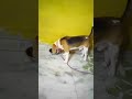 #Crubbythebeagle #viral #trending #trendingpets #newyoutubevideos #animalrescue  #wildlifeanimals