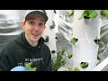 How to Grow Stevia Plant Clones In Rockwool | 3 Easy Steps
