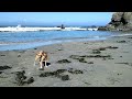 Rascal loves Dillon Beach