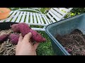 Harvesting First Sweet Potatoes In Grow Bags 🎒🥔