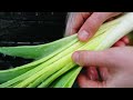 How To Grow Leeks | Easy Method for BIG Harvests