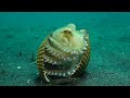 Coconut Octopus (Amphioctopus marginatus) walking, running, and carrying shells - Lembeh, Indonesia