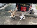 Funniest Animals 2024 😍 New Funny Cats and Dogs 😻🐶 Part 50