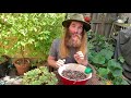 What Soil Should You Plant An Avocado Tree In? | Ask Scott - Episode 1