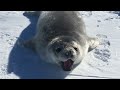Man has conversation with baby Weddell seal.