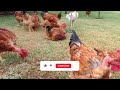 Free range chicken in the garden  •  Farm life Style