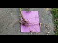 Root Structure of Jerusalem Artichokes