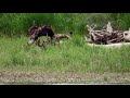 An Eaglet's First Flight