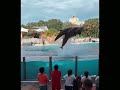 Amazing Beautiful dolphin adventures at SeaWorld Orlando