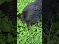 chickens eating