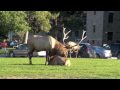 Live from the Yellowstone Elk Rut 2009