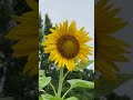 Sunflower pollinators!