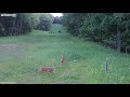 Incredible Moment Deer Defends Rabbit from Swooping Hawk || Dogtooth Media