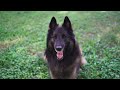 Belgian Shepherd Cute Dog Tricks