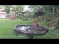 Birds in the birdbath - EP 1