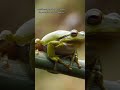 frogs and autism#frogsounds #animalsounds #frogs #toad #amphibia