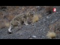 The incredible snow leopard (rare video)