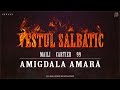 VESTUL SALBATIC - AMIGDALA AMARA (MAILI ❌ CARTIER ❌ 99) | prod. 14不识字