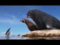 R.I.P Gerald 2016 (Finding Dory)